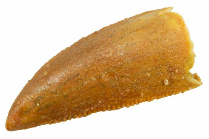 Serrated Raptor Premaxillary Tooth - Real Dinosaur Tooth #364840